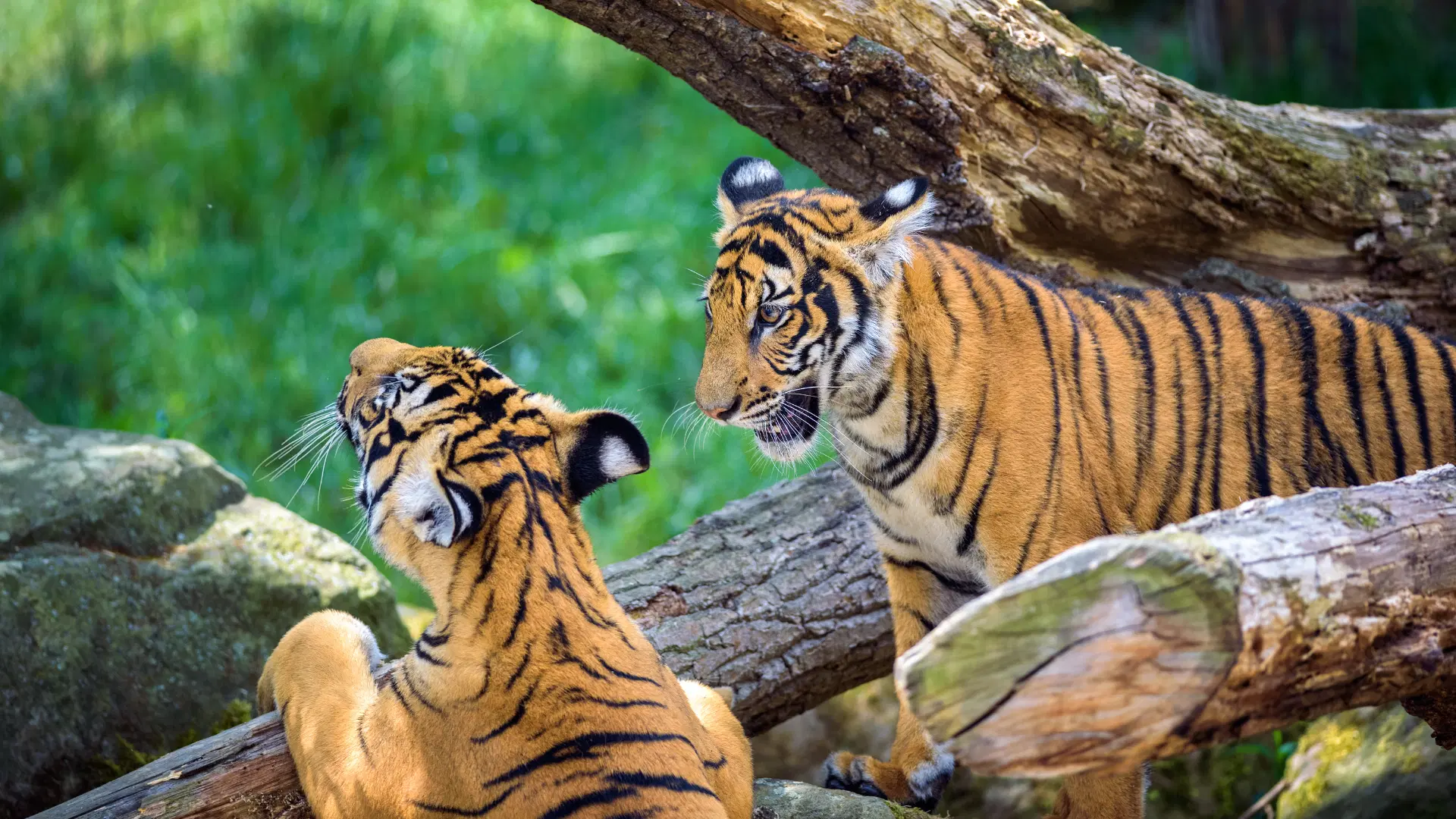Bhadra Tiger Reserve