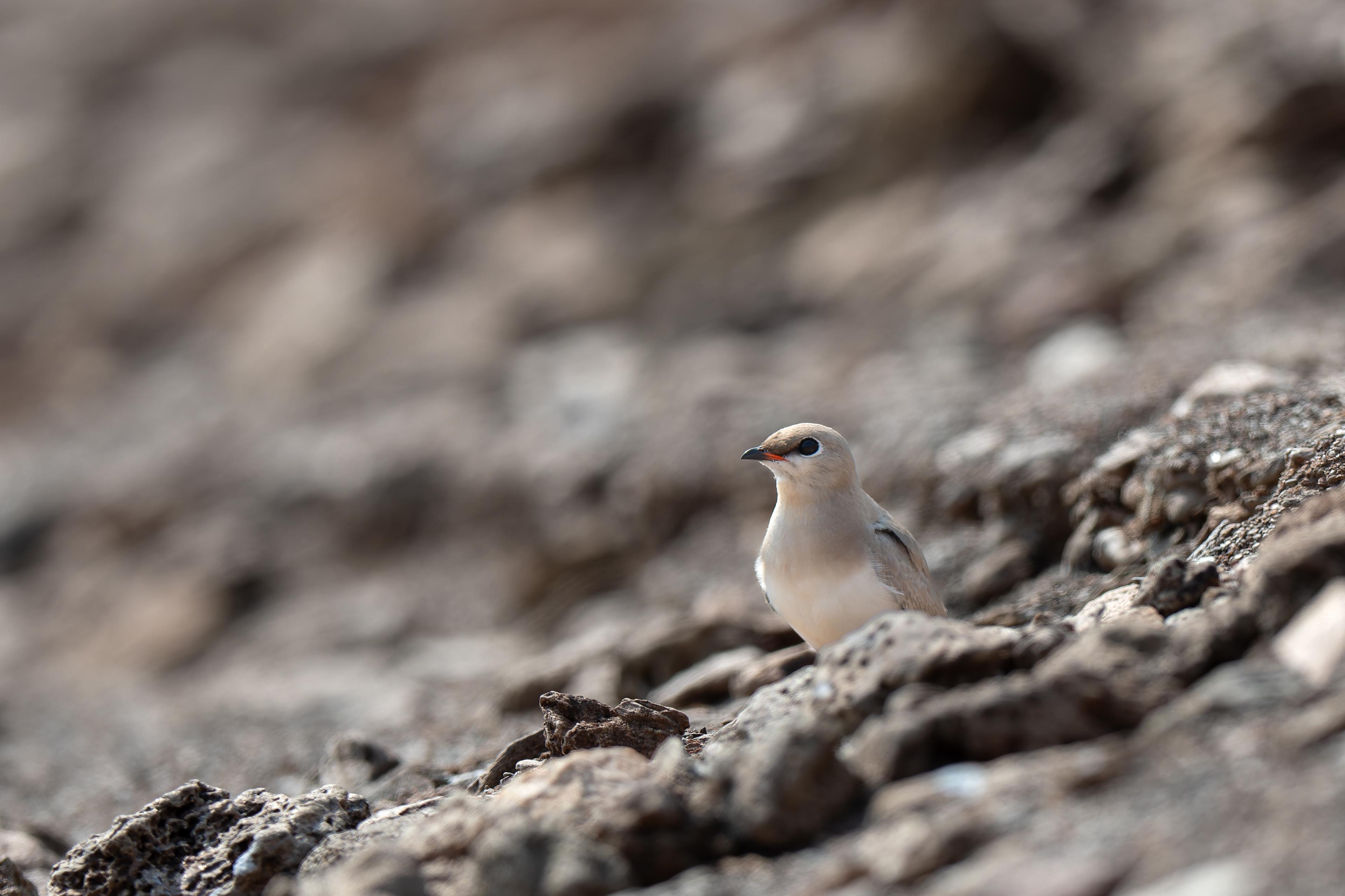 Bird watching in Western Ghats