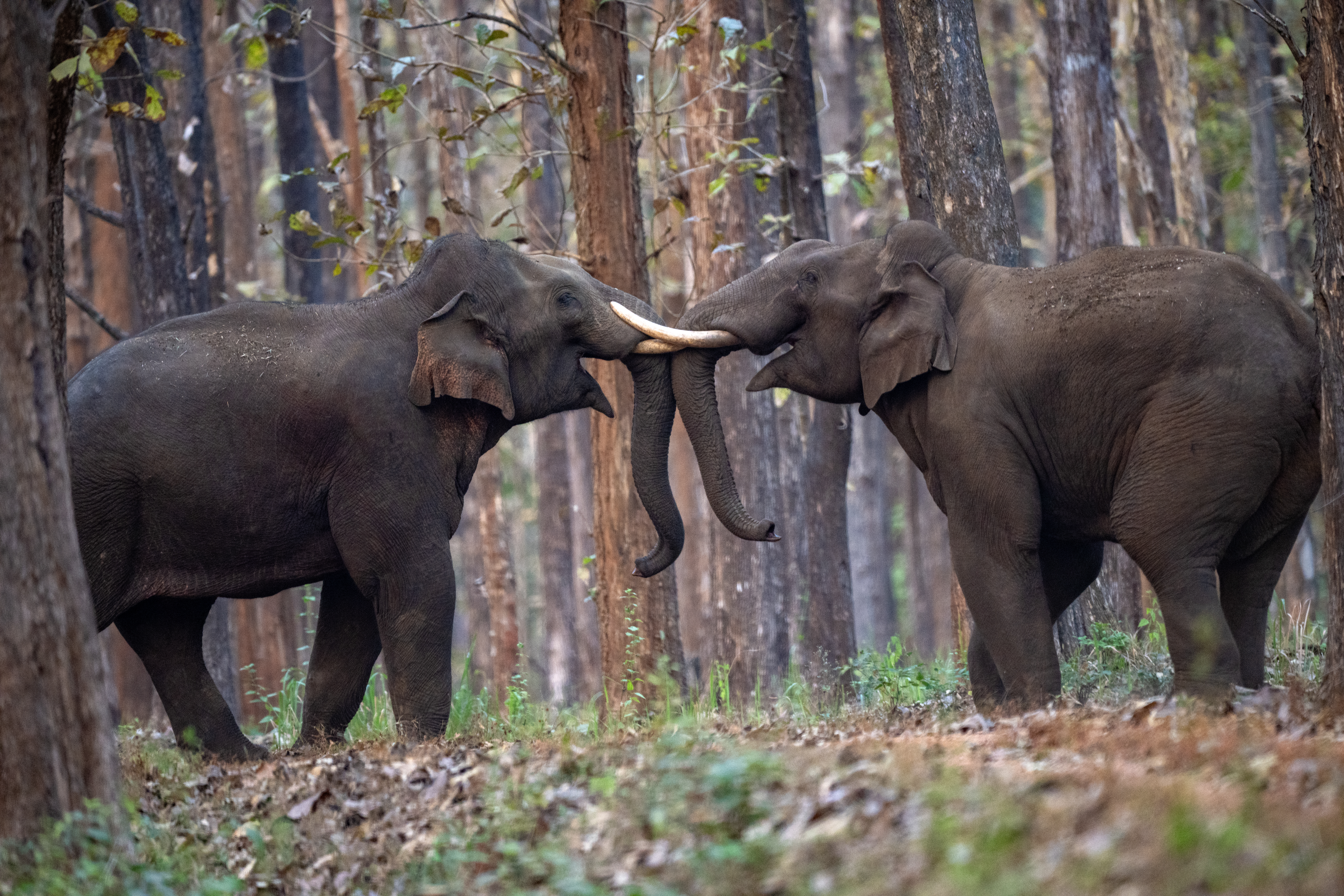 Forest Habitat