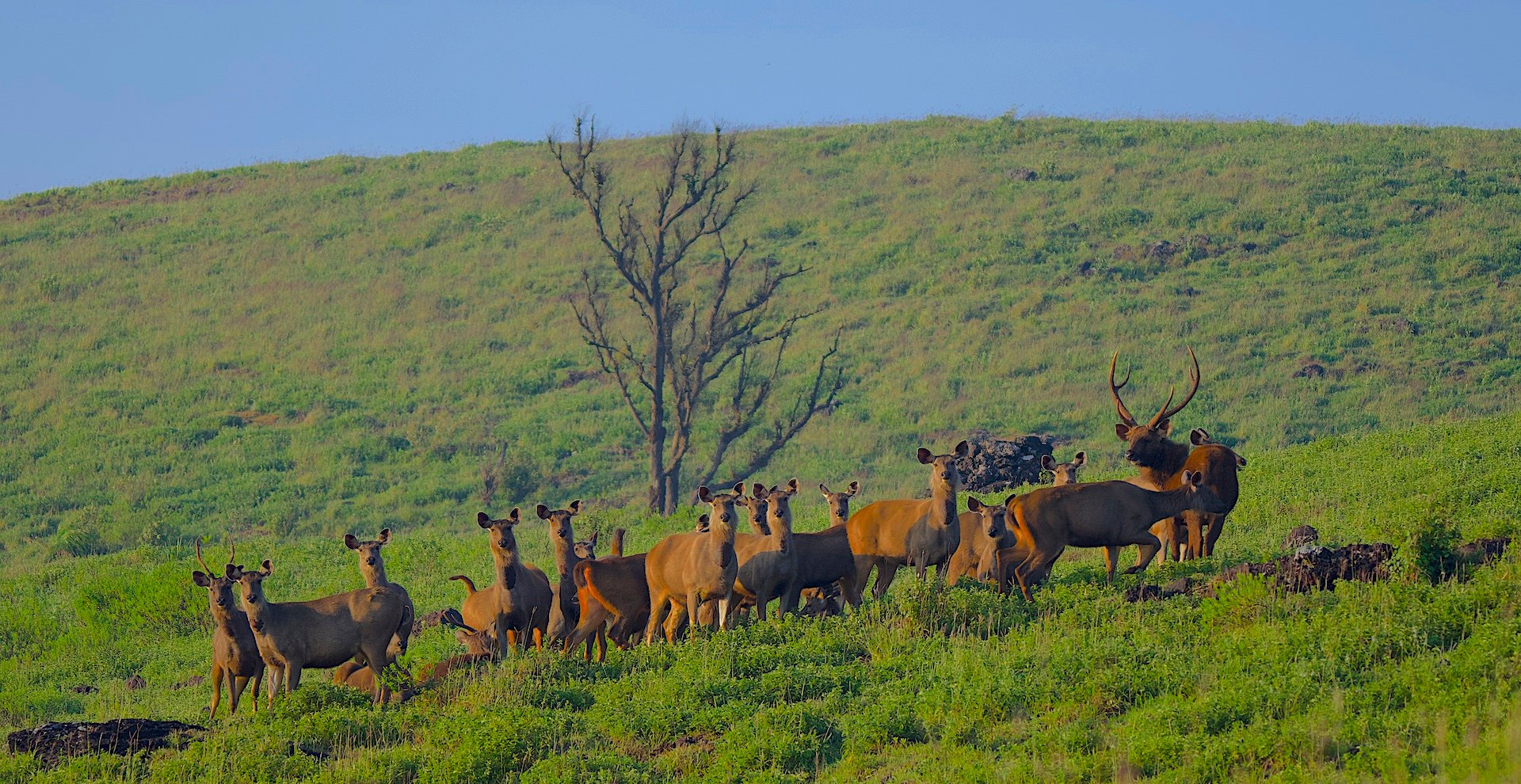 Grassland Beauty