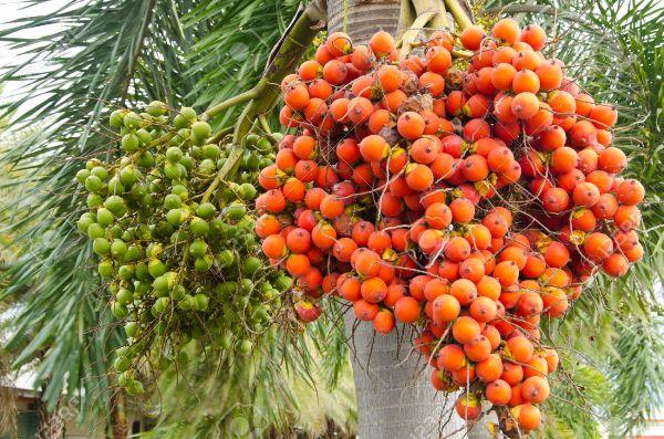 Areca Nut Cultivation