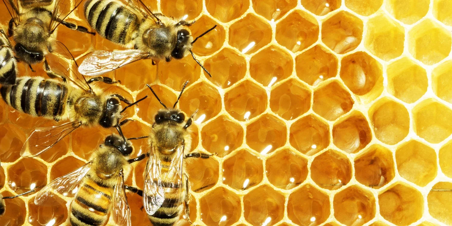Beekeeping