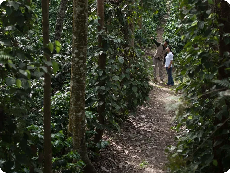 Coffee Processing