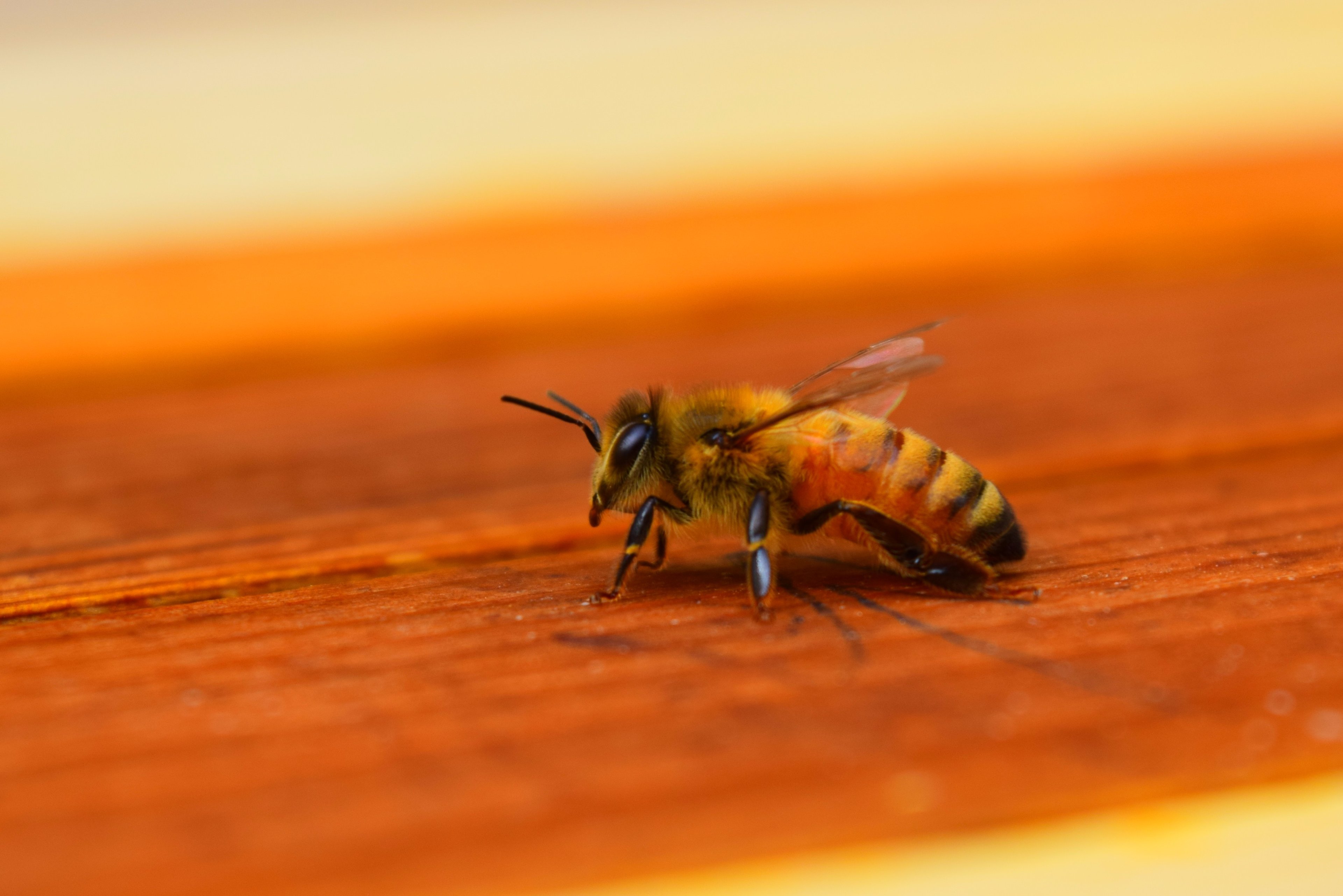 Honey Extraction