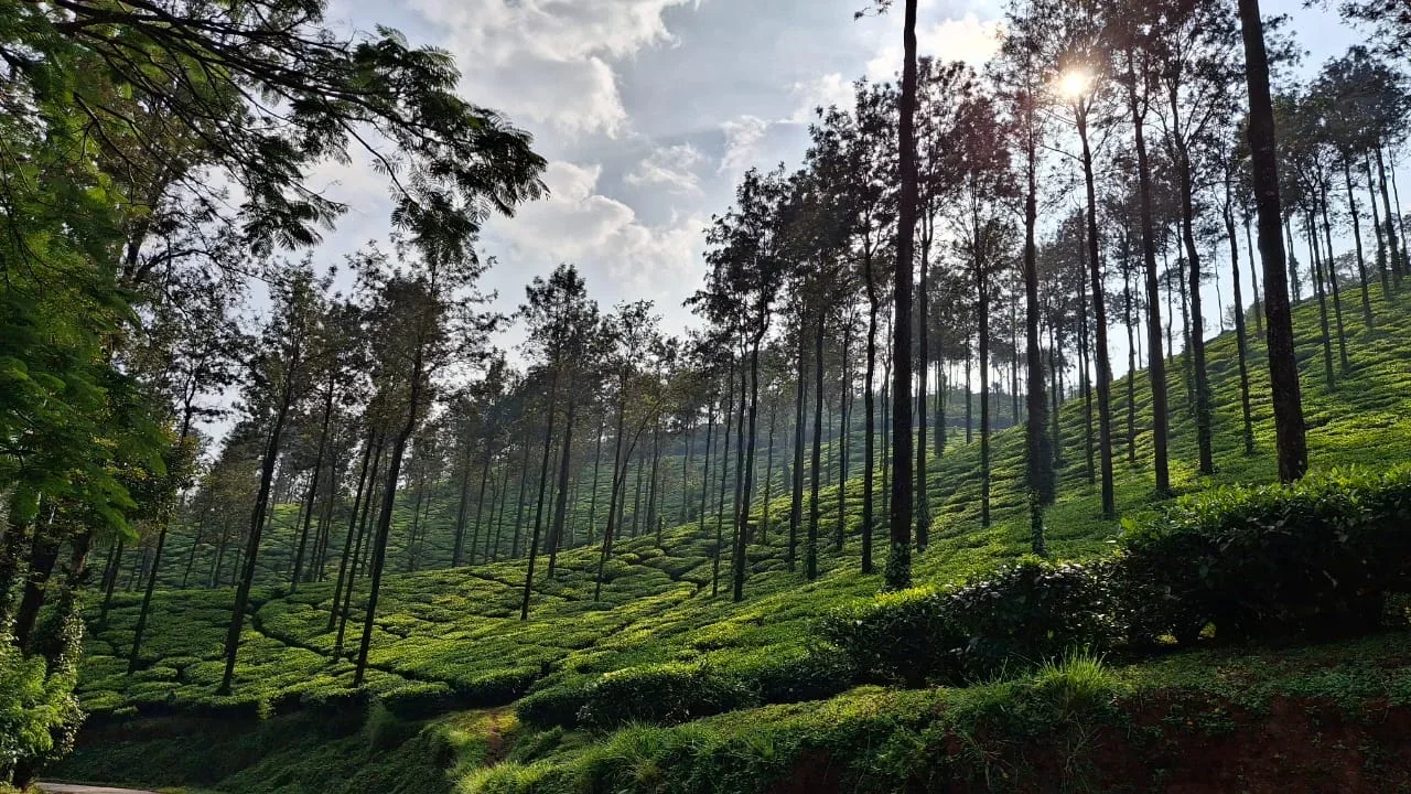 Plantation Views