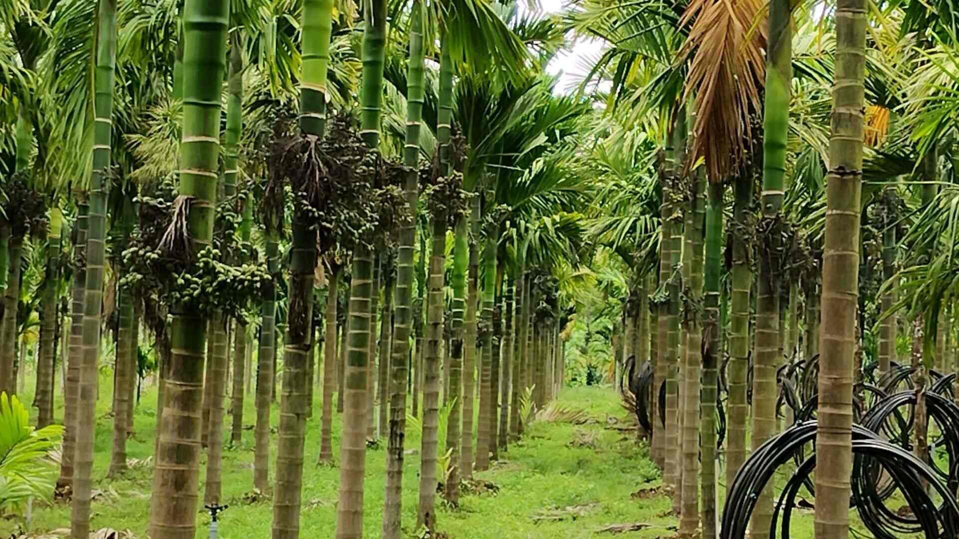 Rural Experience